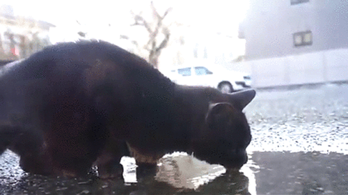 ②「吸殻を拾おう　水たまりの水で命をつないでいる猫のために」プロジェクト